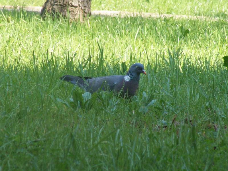 Columba palumbus - Colombaccio